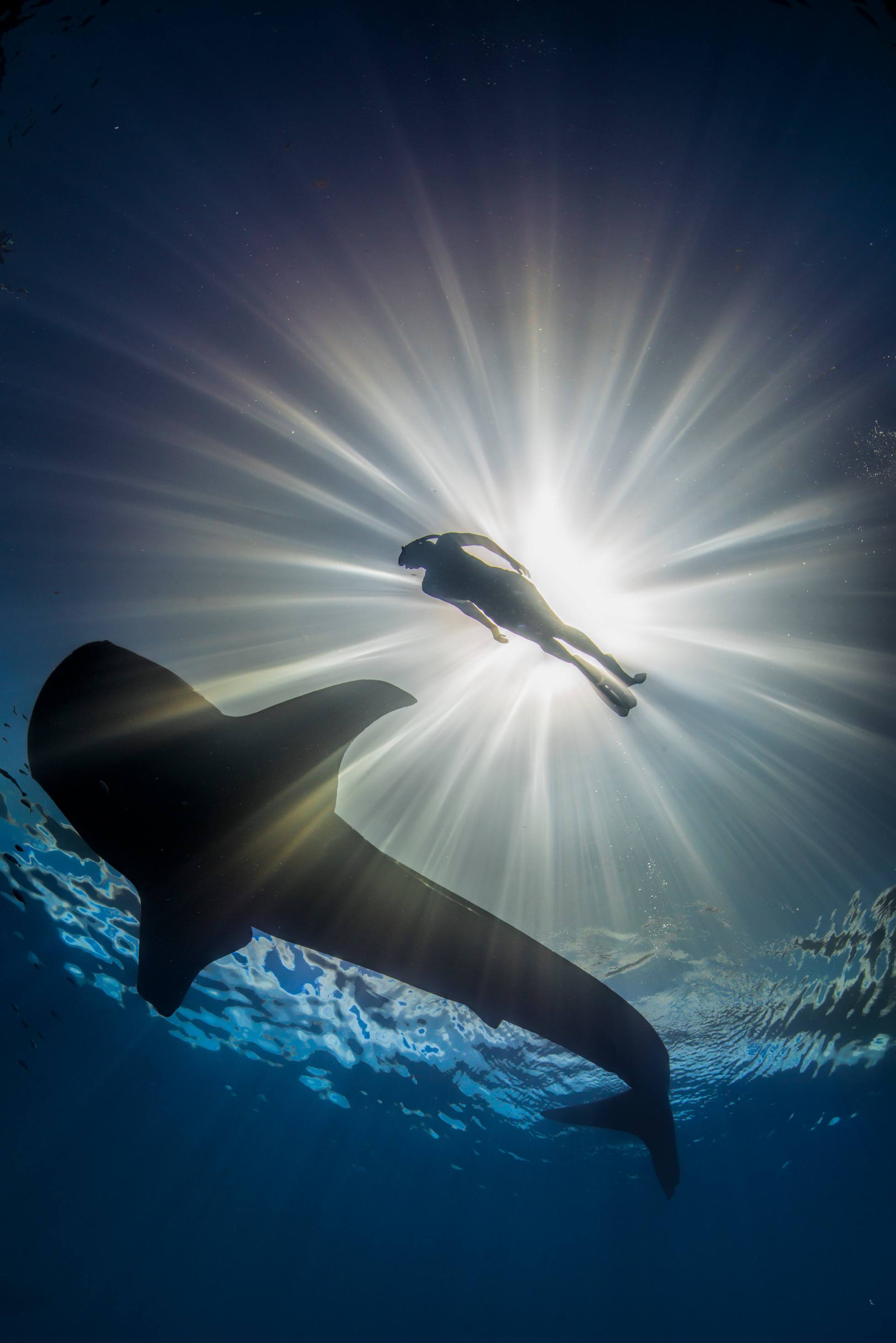 Silhouette of swimmer with whale shark